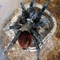 Brachypelma vagans Freshly molted