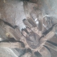 Old Man Dusty (P.Rubiseta)