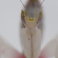 Orchid Mantis