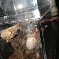 Poecilotheria regalis [ventral sexing] [1/2]