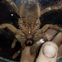 T.stirmi ...guessing male