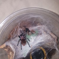 Freshly Molted GBB sling