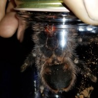 Grammostola pulchripes