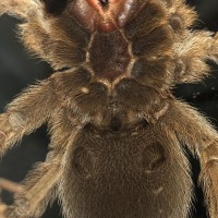 Aphonopelma chalcodes