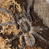 Cyriopagopus longipes?