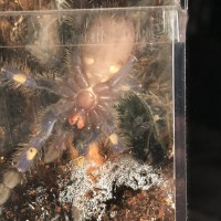 Poecilotheria metallica [ventral sexing]