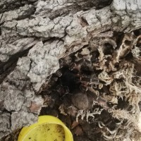 Aphonopelma seemanni Bald Spot?