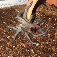 Pamphobeteus sp. ‘manabi’