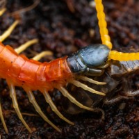 Scolopendra heros arizonensis