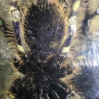 Poecilotheria Rufilata