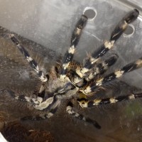 freshly moulted regalis