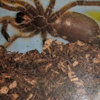 Harpactira Pulchripes 1 of 2 images