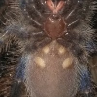 Poecilotheria metallica [ventral sexing]