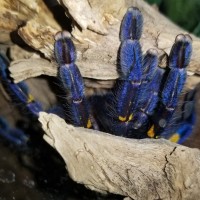 Poecilotheria metallica