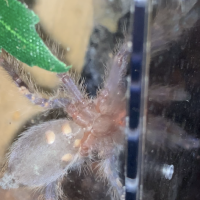 Poecilotheria metallica