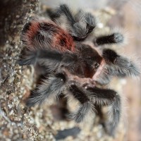 Murphy: Grammostola iheringi?