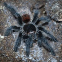 Grammostola iheringi Juvenile Female