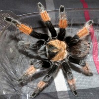 My new 0.1 Brachypelma emilia (4.5")