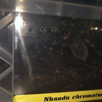 Nhandu Chromatus 2-2.5