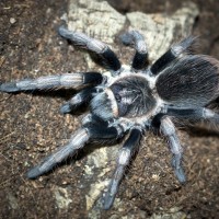 Lasiodorides polycuspulatus Juvenile Male