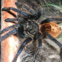 GBB:  Just Because