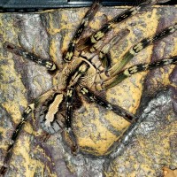 Poecilotheria ornata