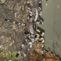 Poecilotheria regalis