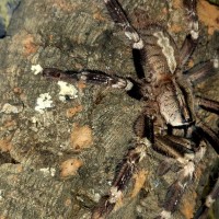 Poecilotheria smithi