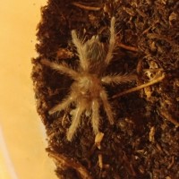 Brachypelma albopilosum