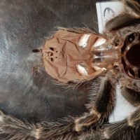 G. Pulchripes (3-3.5 inches)