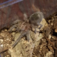 G. Pulchra