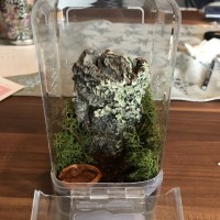 Caribena versicolor Enclosure