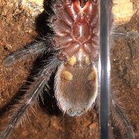 Brachypelma vagans [ventral sexing]