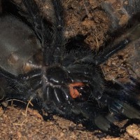 Psalmopoeus irminia [ventral sexing]