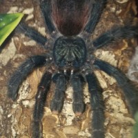 0.1 A. avicularia