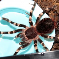 His Water Dish (♂ Acanthoscurria geniculata 4")