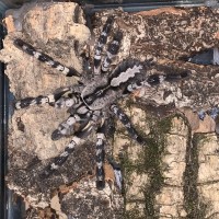 Poecilotheria Regalis