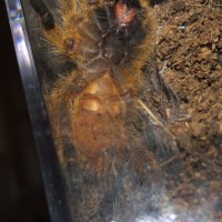 Pterinochilus murinus [ventral sexing]