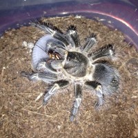 G. pulchripes Feeding on Lats