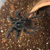 0.0.1 Pamphobeteus cf. antinous