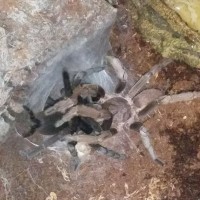 My first tarantula pairing!