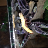 C. versicolor Superworm Feeding