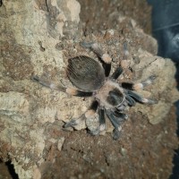 B. hamorii 0.1