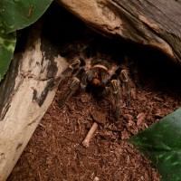 Grammostola pulchripes