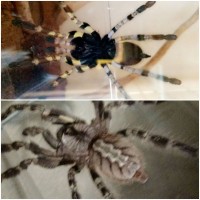 Poecilotheria ID Request