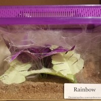 GBB enclosure