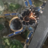 Chromatopelma Cyaneopubescens