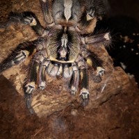 Poecilotheria ornata