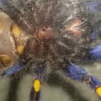 poecilotheria metallica