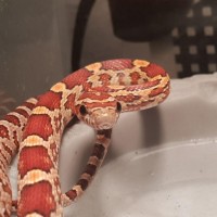 New dangernoodle addition